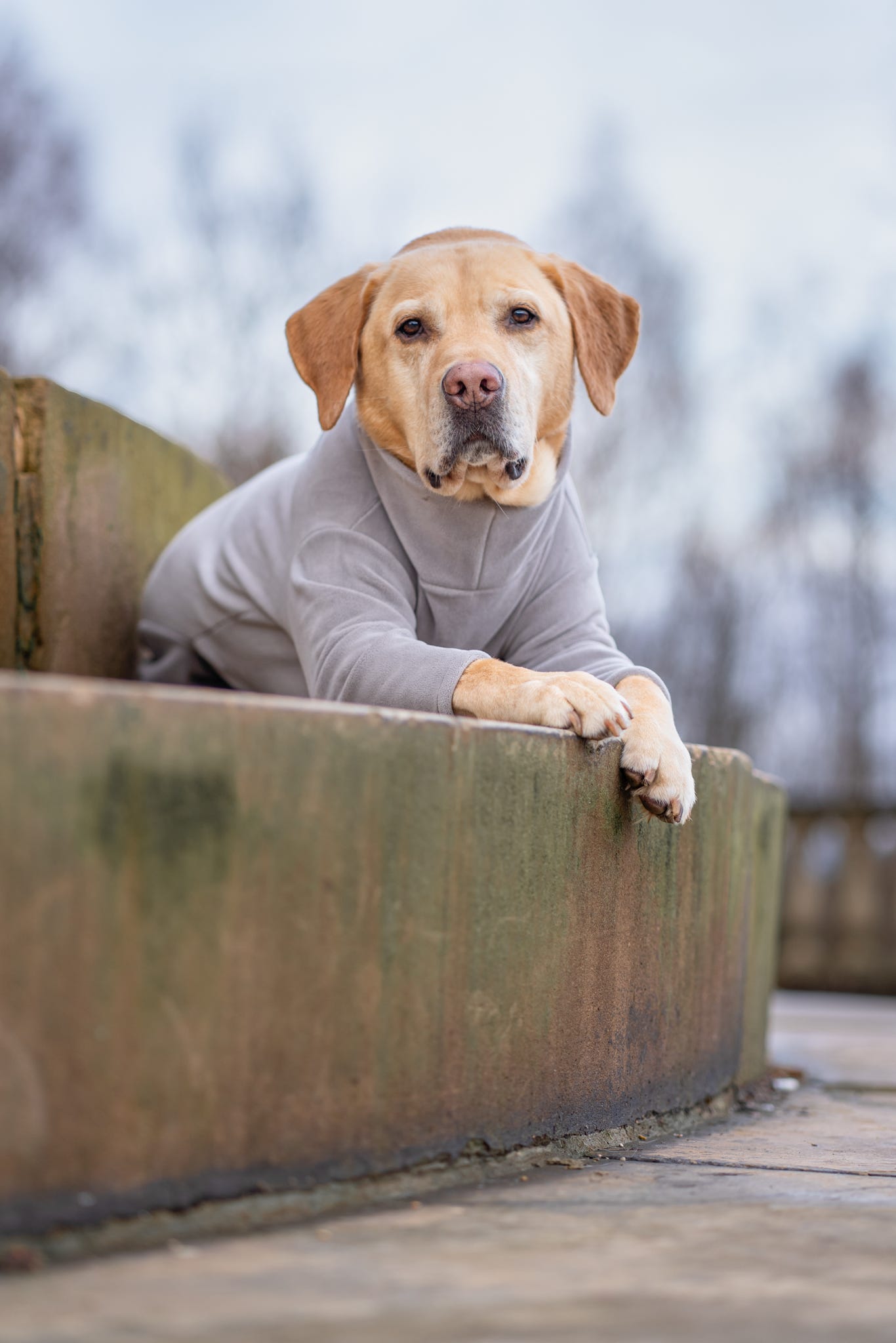 4 Leg Dog Fleece Earl Grey