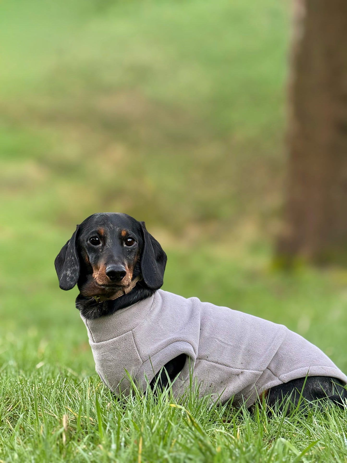 Dachshund Fleece Earl Grey