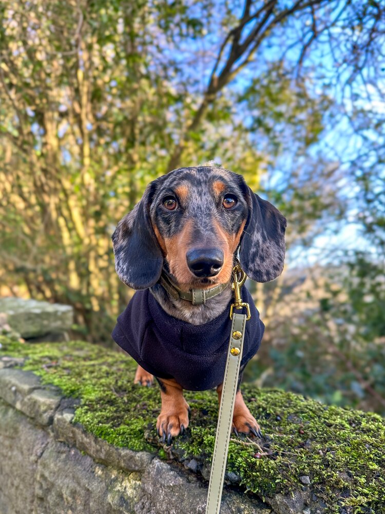 Dachshund Fleece Liquorice