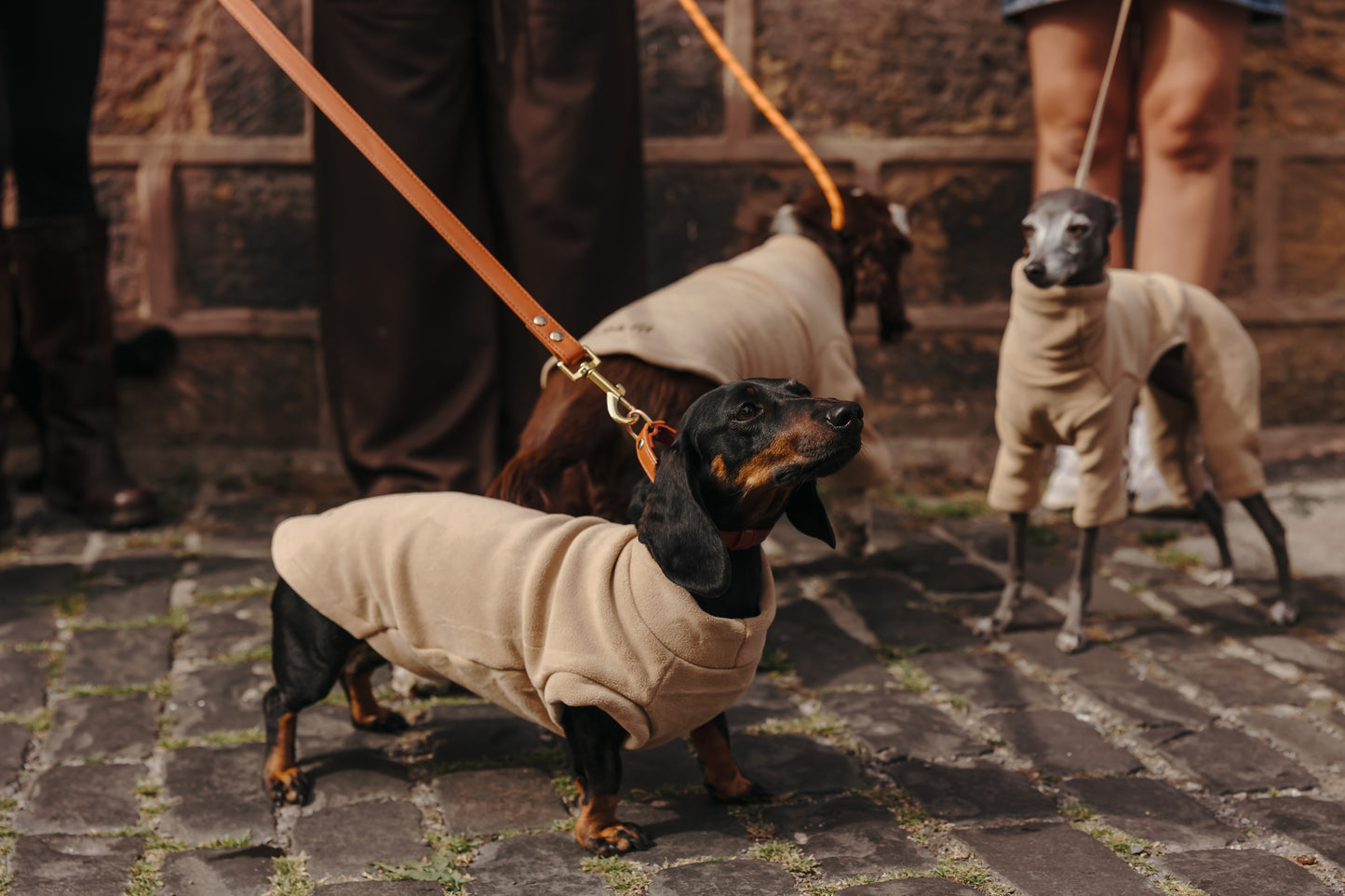 Dachshund Fleece Latte