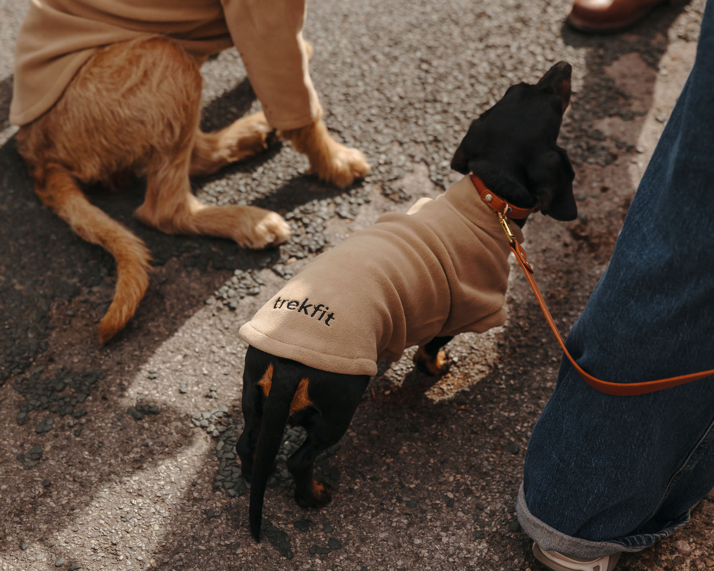 Dachshund Fleece Latte