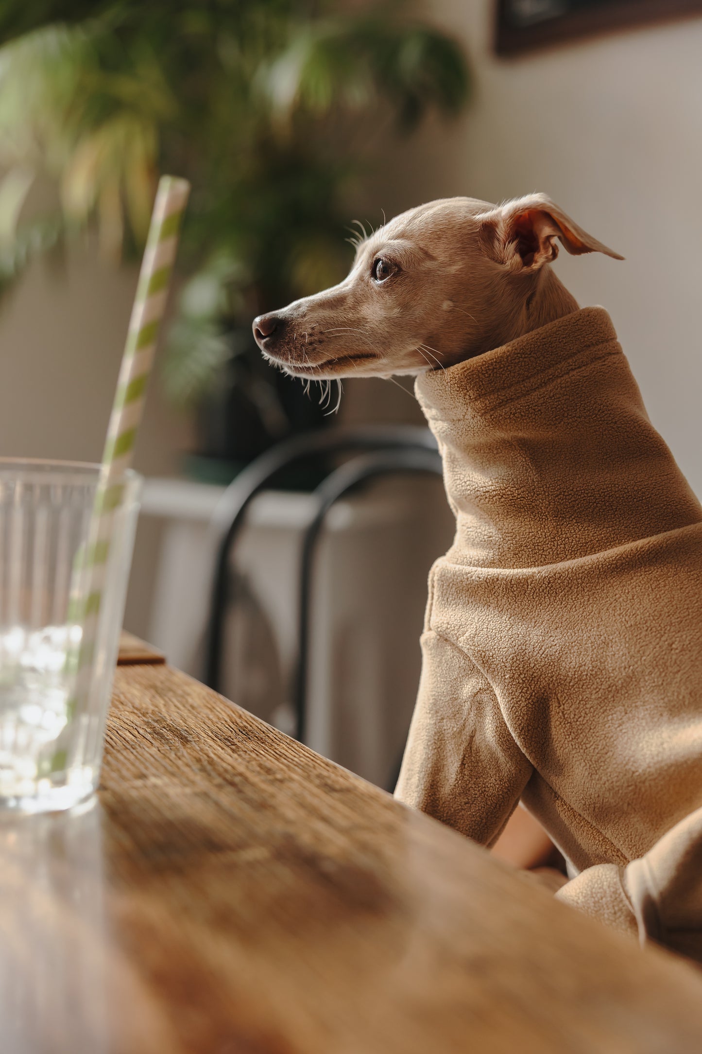 Italian Greyhound & Whippet Fleece Latte