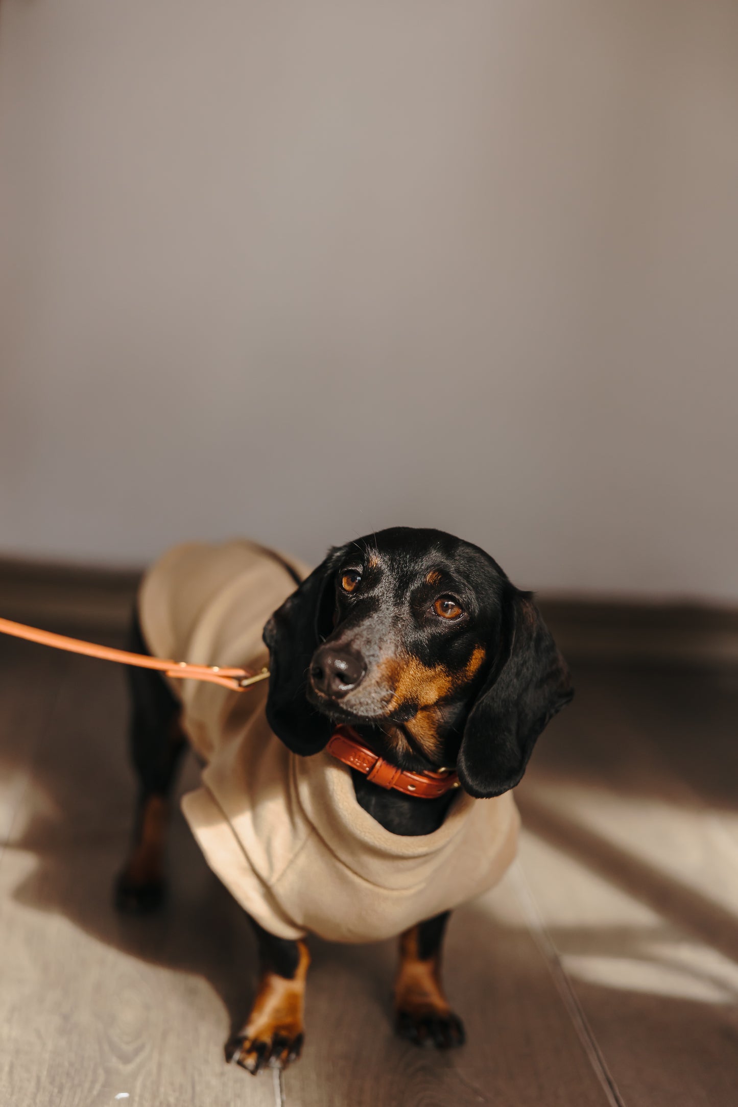 Dachshund Fleece Latte