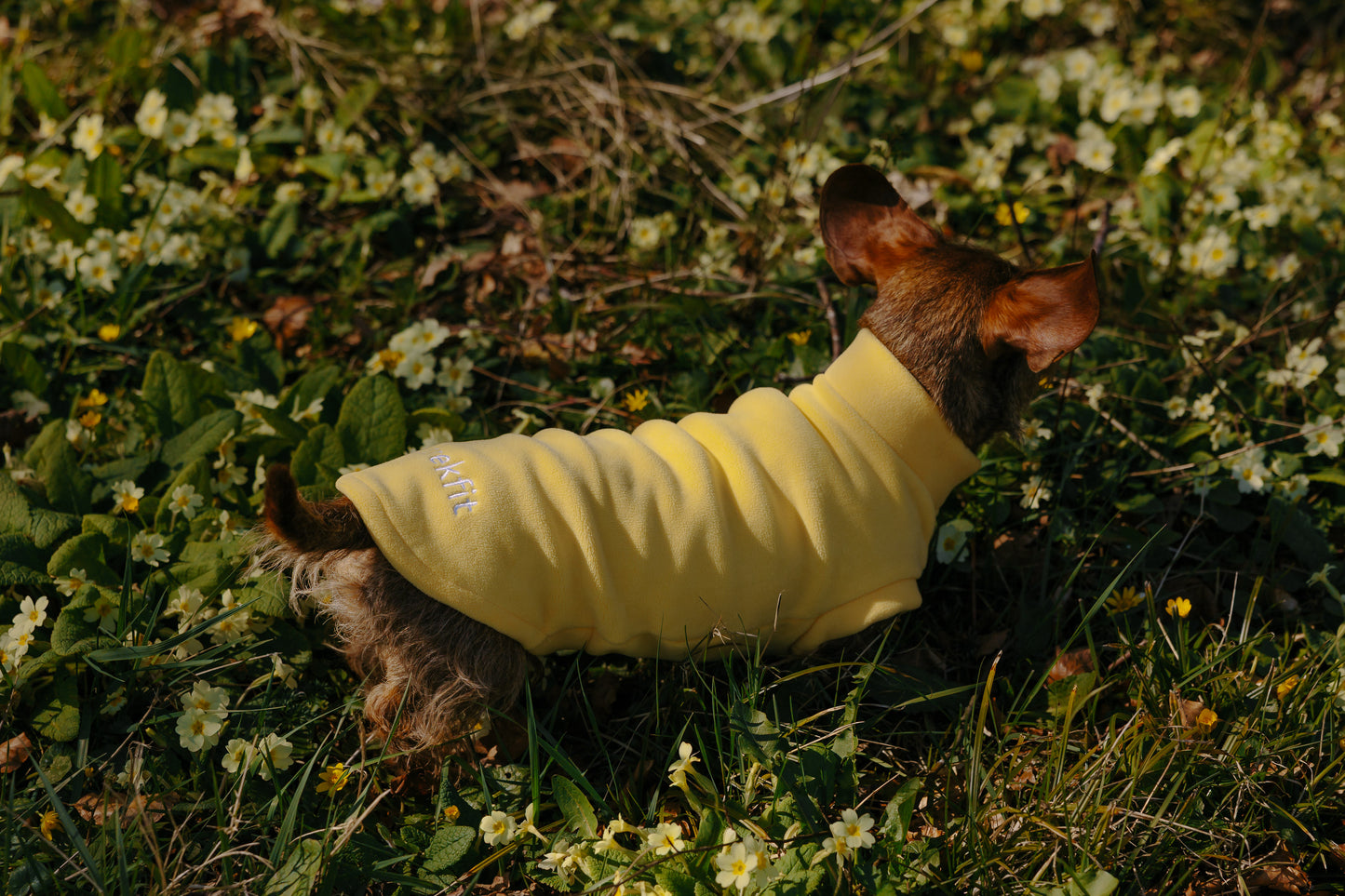 Dachshund Fleece Limoncello