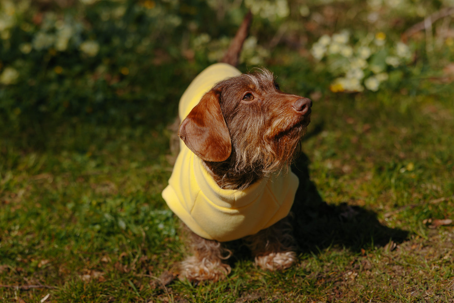 Dachshund Fleece Limoncello