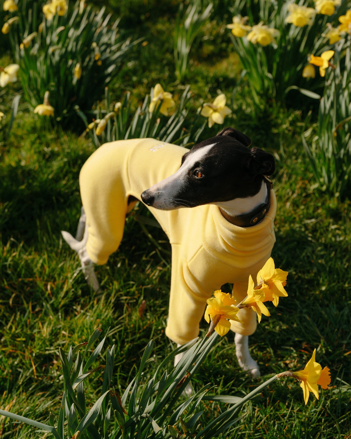 Italian Greyhound & Whippet Fleece Limoncello