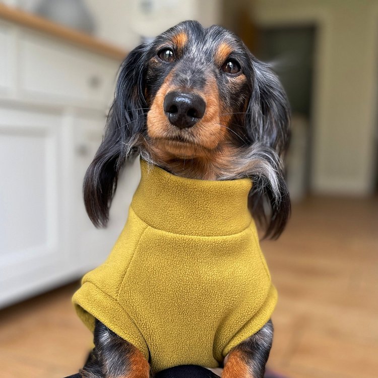 Dachshund Fleece Mustard