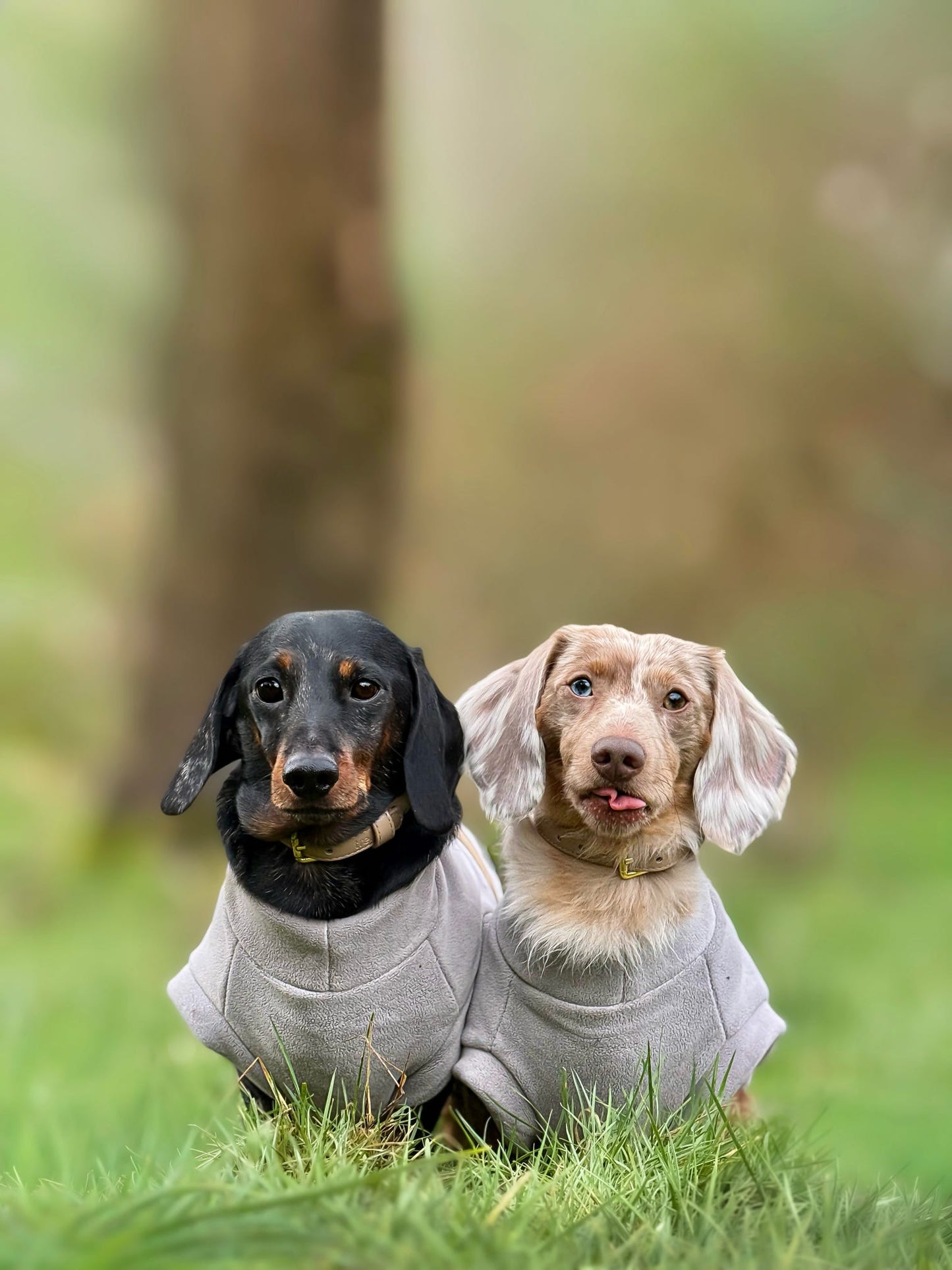 Dachshund Fleece Earl Grey