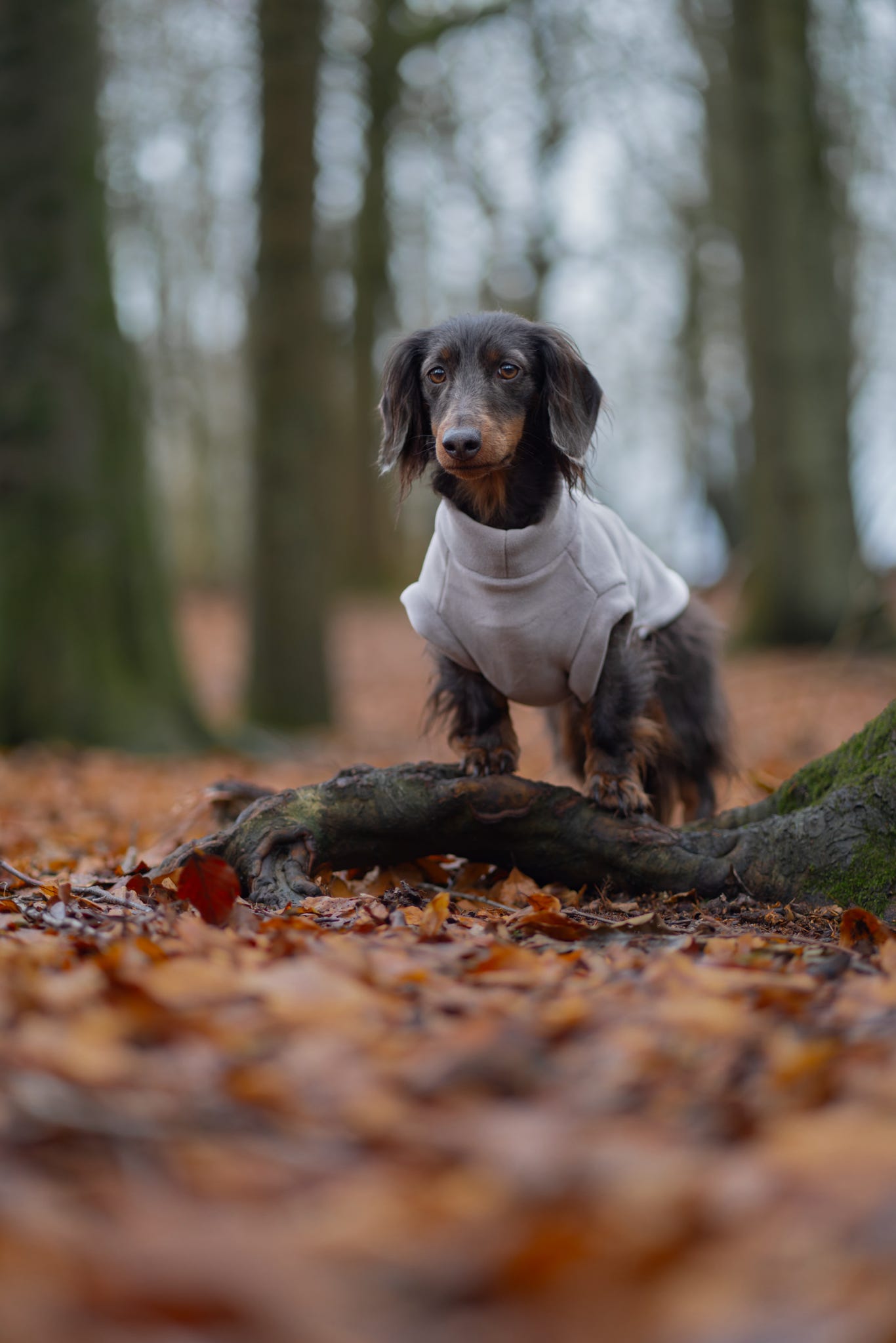 Dachshund Fleece Earl Grey