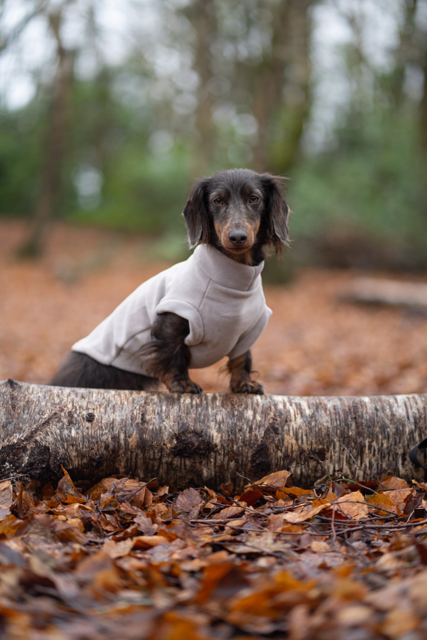 Dachshund Fleece Earl Grey