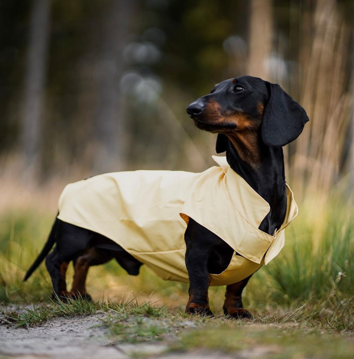 Dachshund Raincoat Lemon