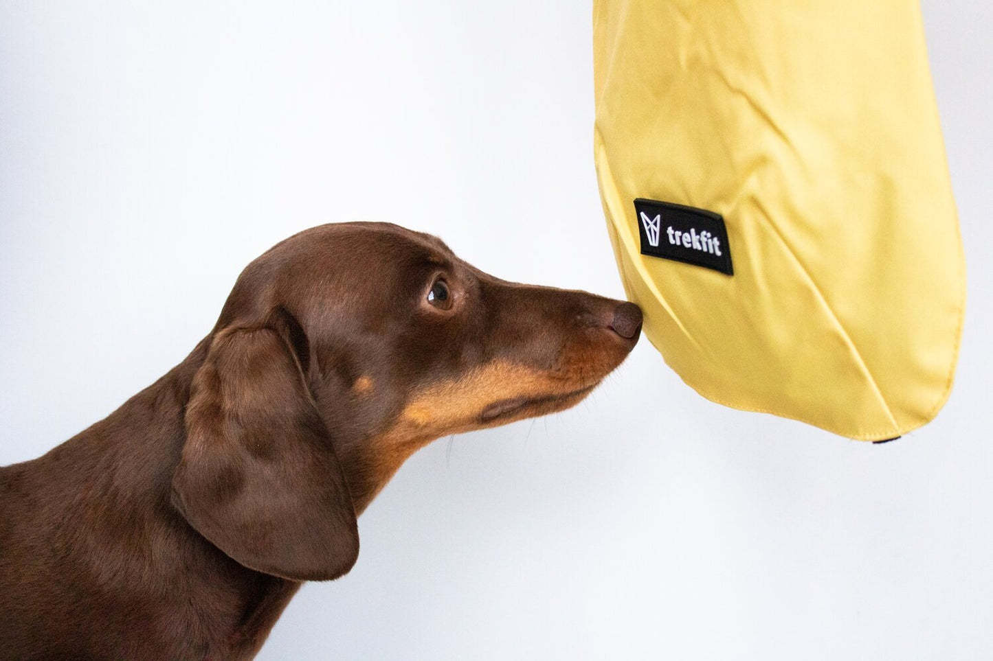 Dachshund Raincoat Lemon