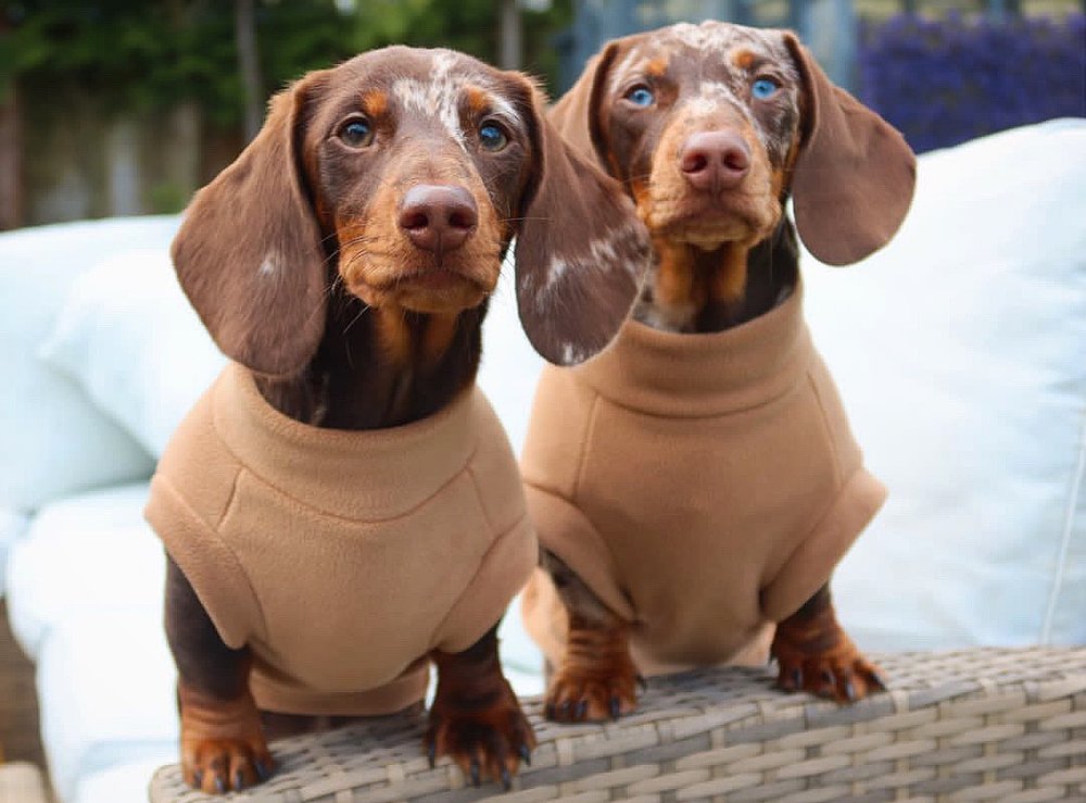 Dachshund Fleece Chai