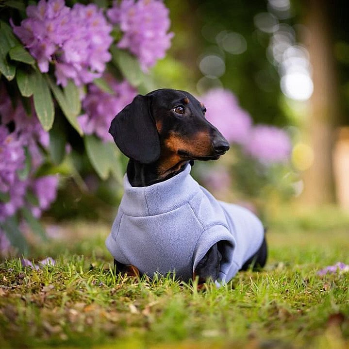 Dachshund Fleece Powder Blue