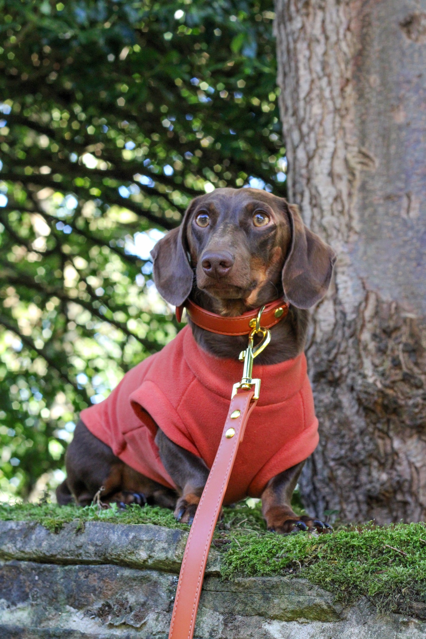 Dachshund Fleece Cinnamon Spice