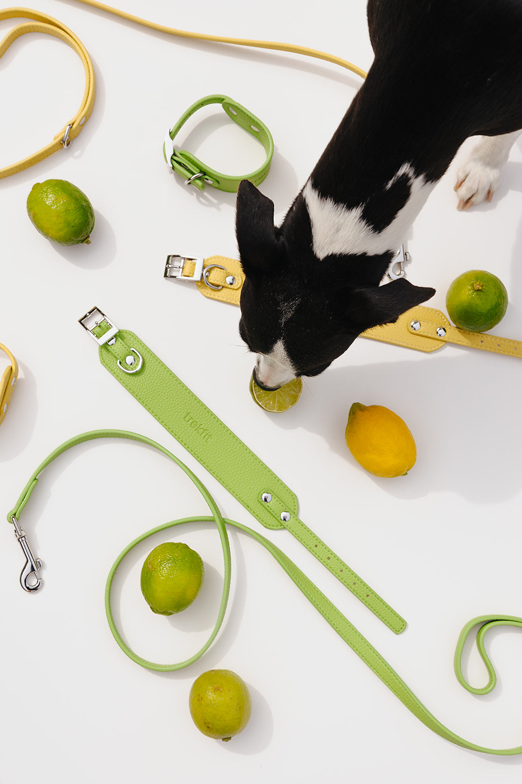 Limoncello Collar and Lead