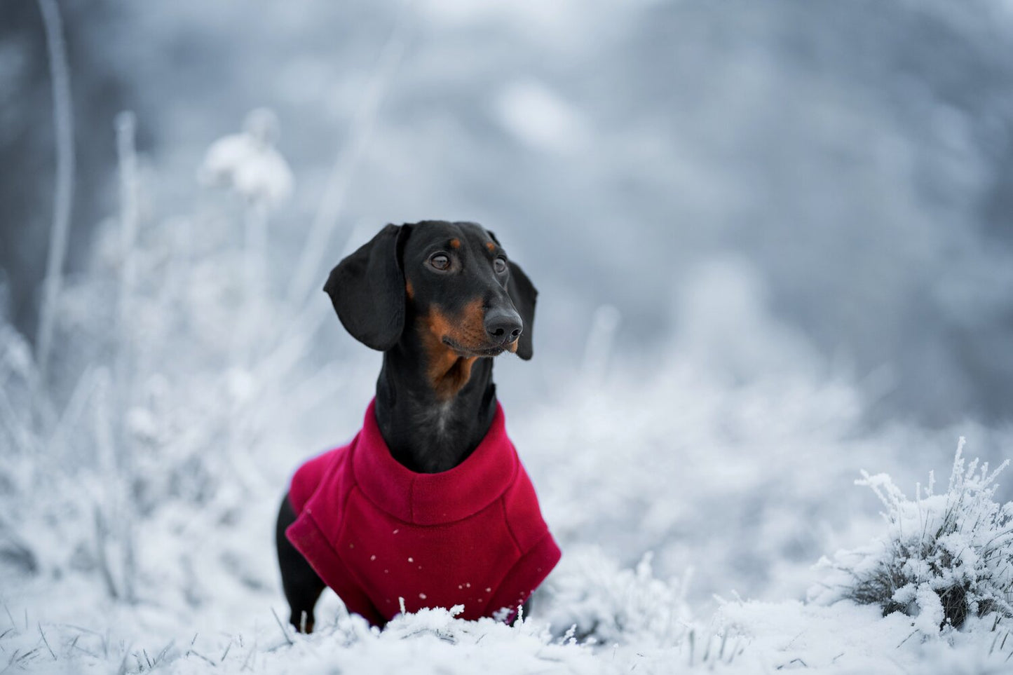 Dachshund Fleece Merlot