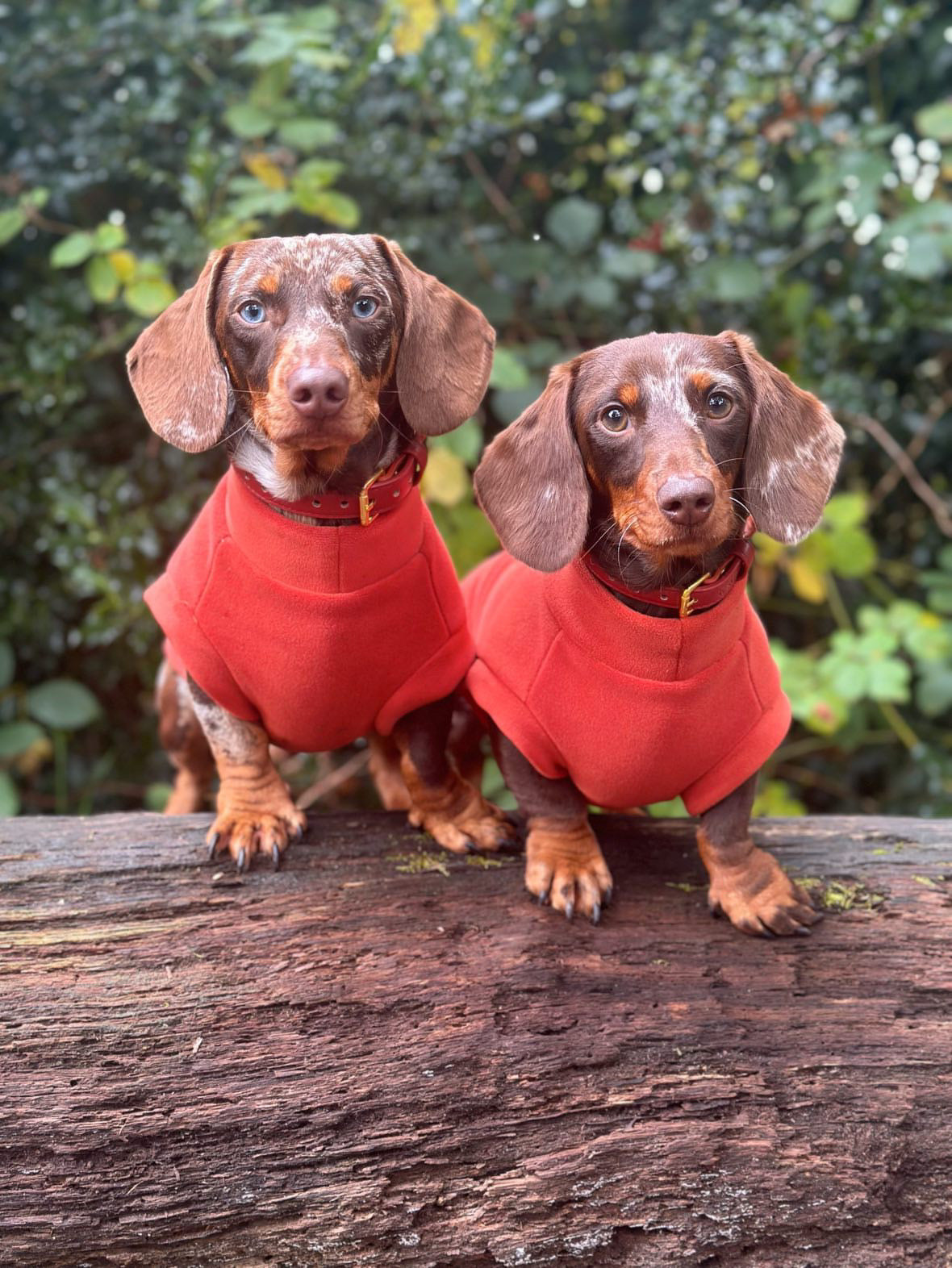 Dachshund Fleece Cinnamon Spice