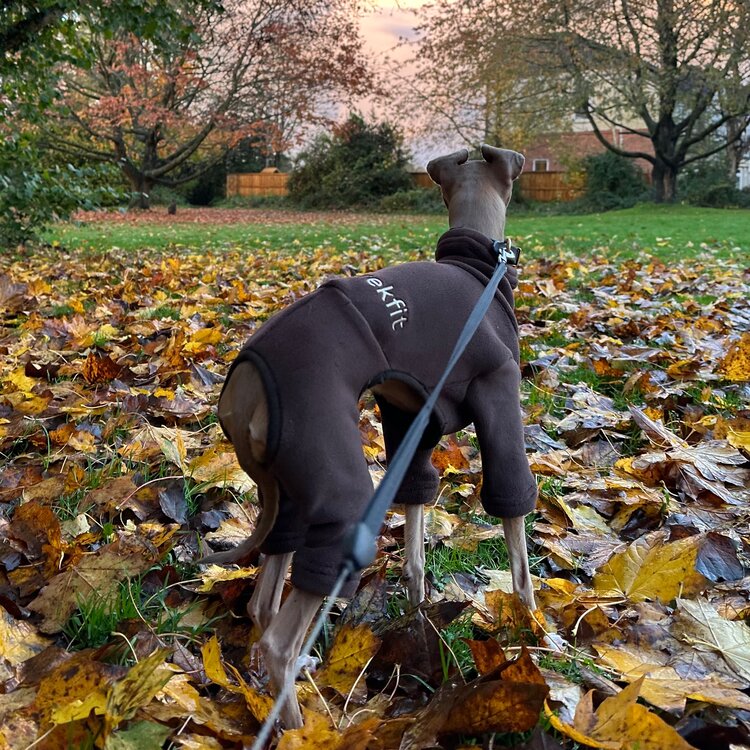 Italian Greyhound & Whippet Fleece Chocolate