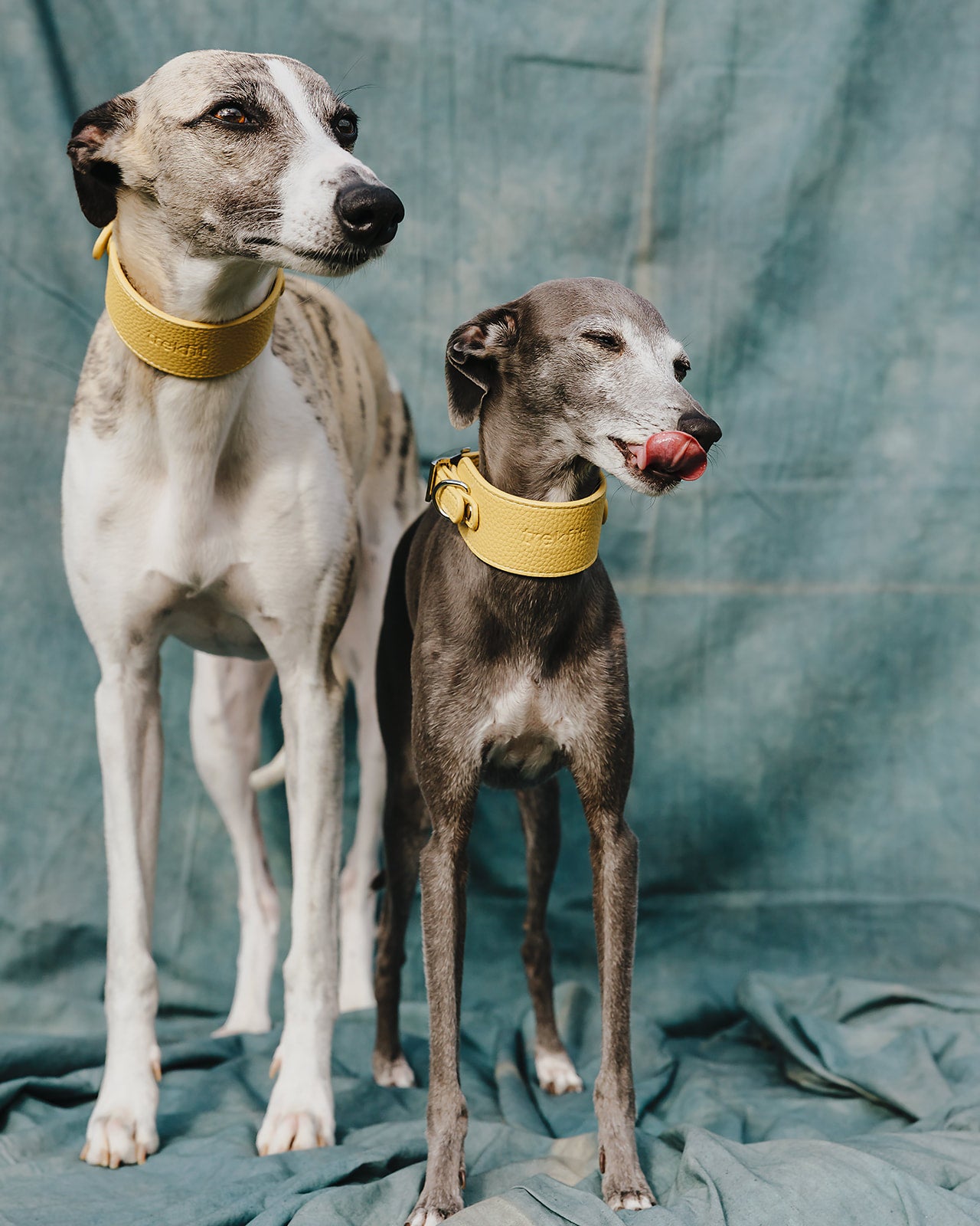 Limoncello Collar and Lead