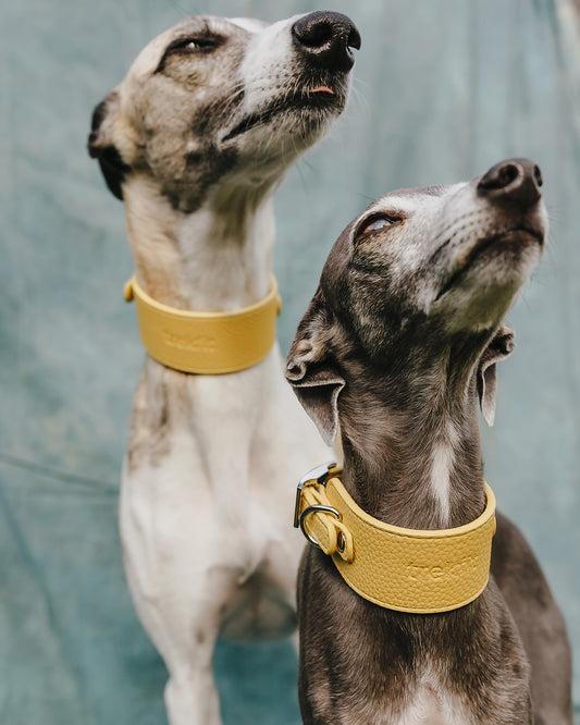 Limoncello Collar and Lead