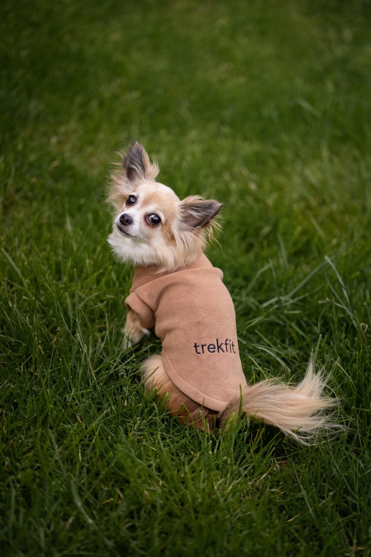 Dachshund Fleece Chai