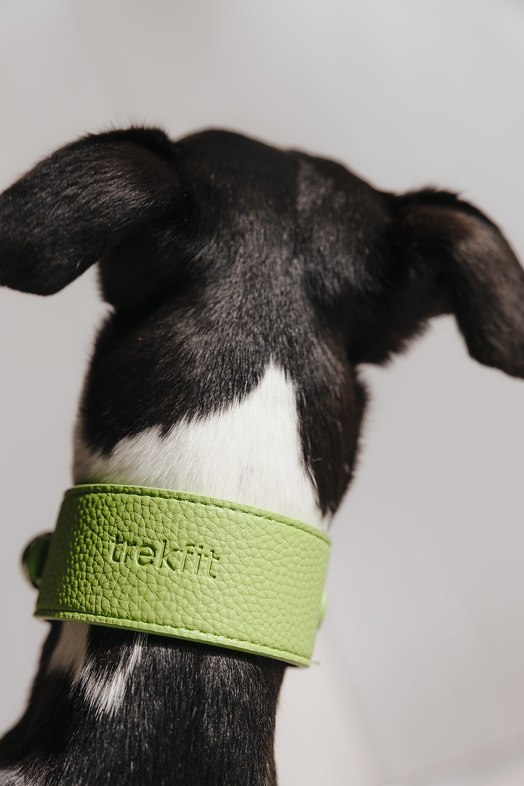 Matcha Collar and Lead