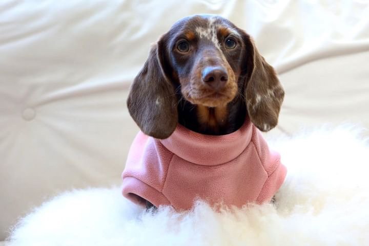 Dachshund Fleece Powder Pink