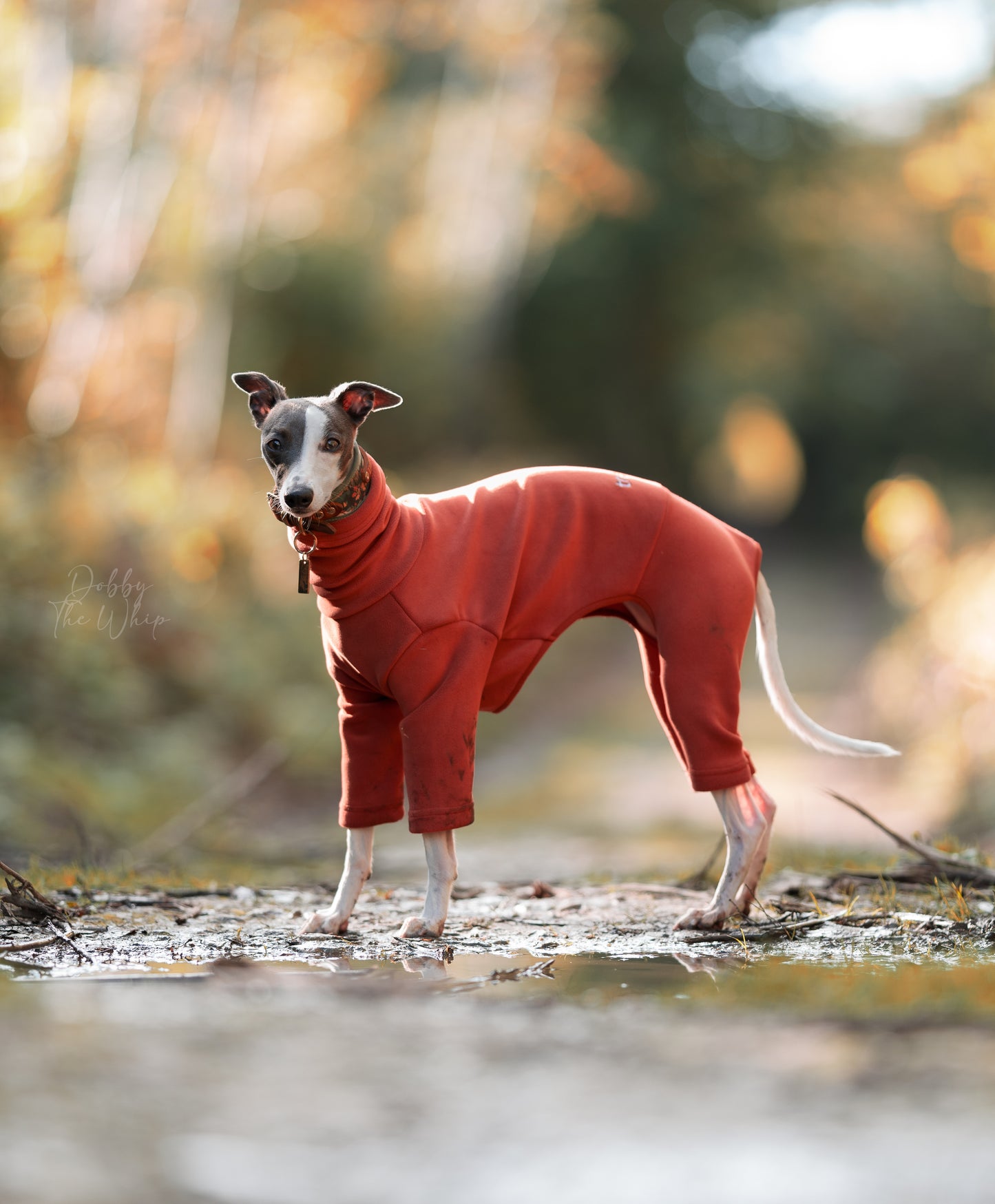 Italian Greyhound & Whippet Fleece Cinnamon Spice