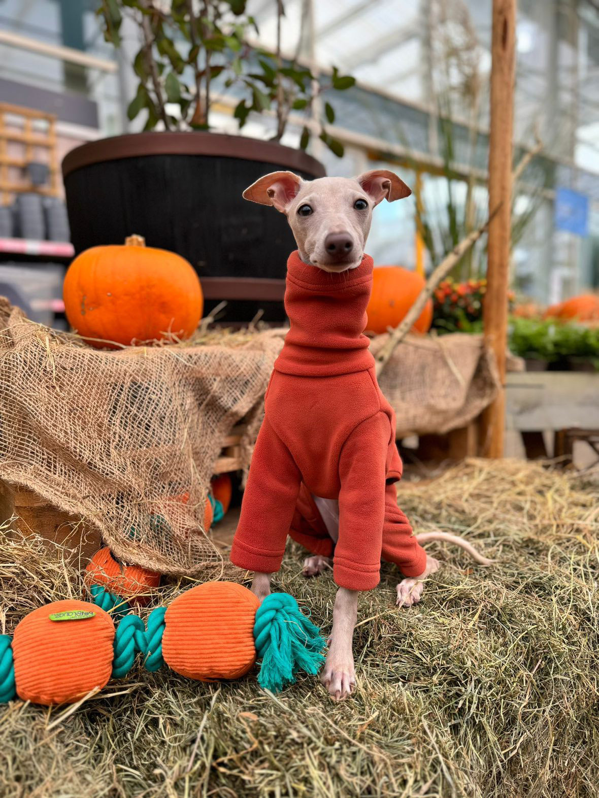 Italian Greyhound & Whippet Fleece Cinnamon Spice