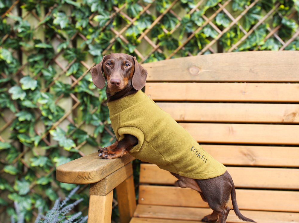 Dachshund Fleece Mustard