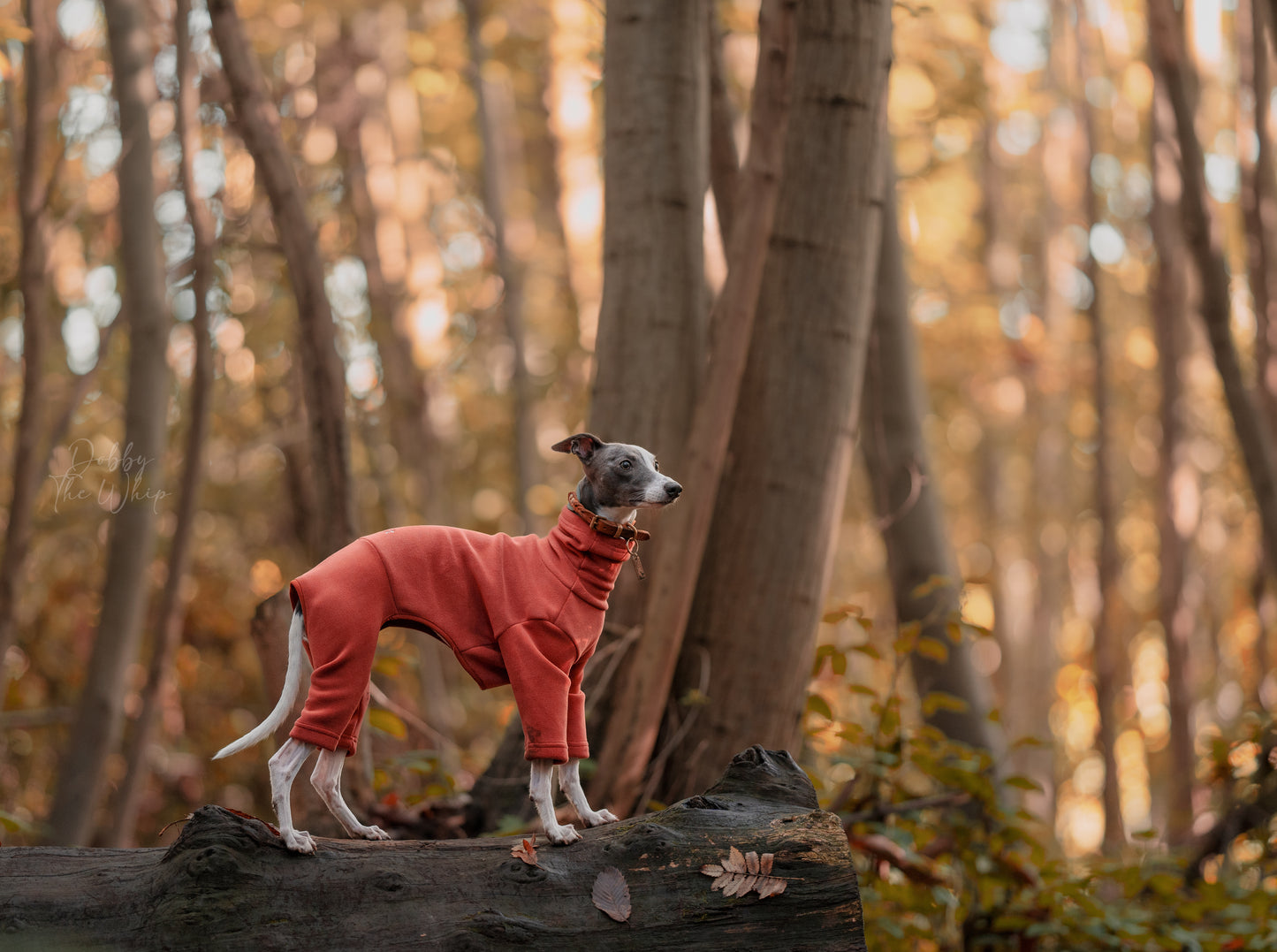 Italian Greyhound & Whippet Fleece Cinnamon Spice