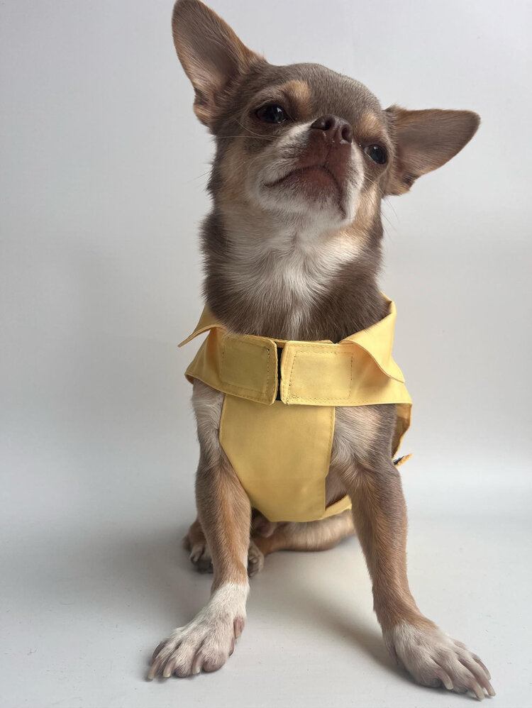 Dachshund Raincoat Lemon