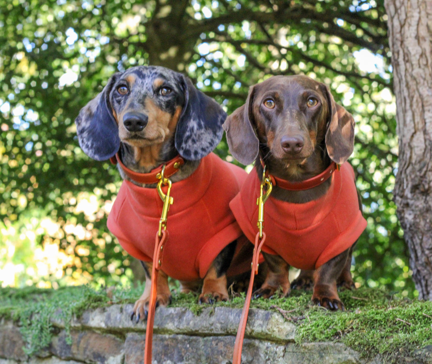 Dachshund Fleece Cinnamon Spice