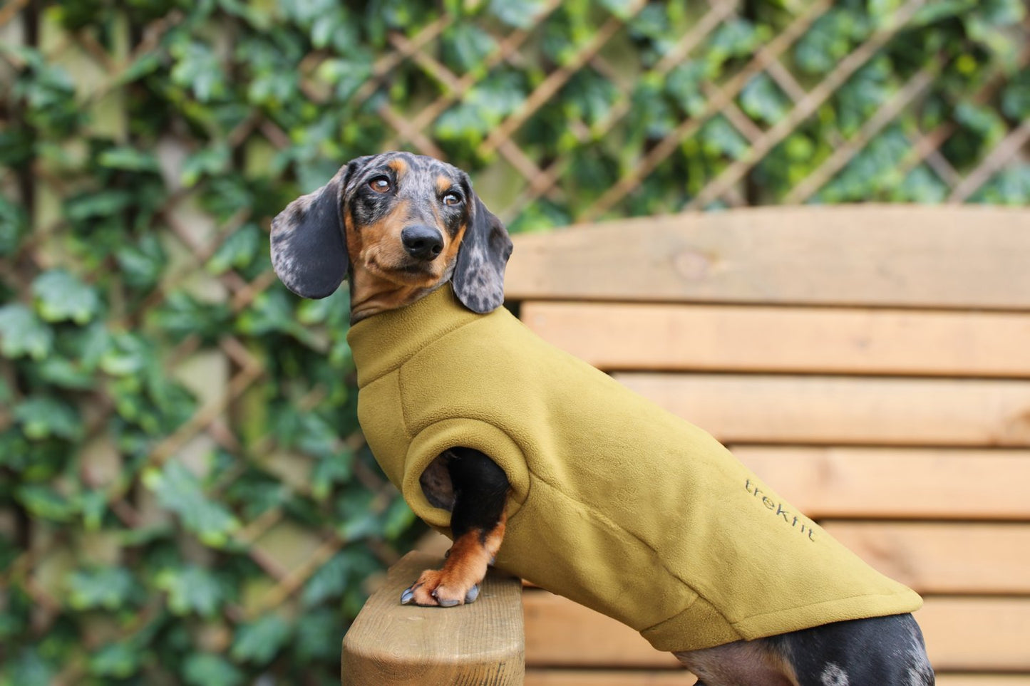 Dachshund Fleece Mustard