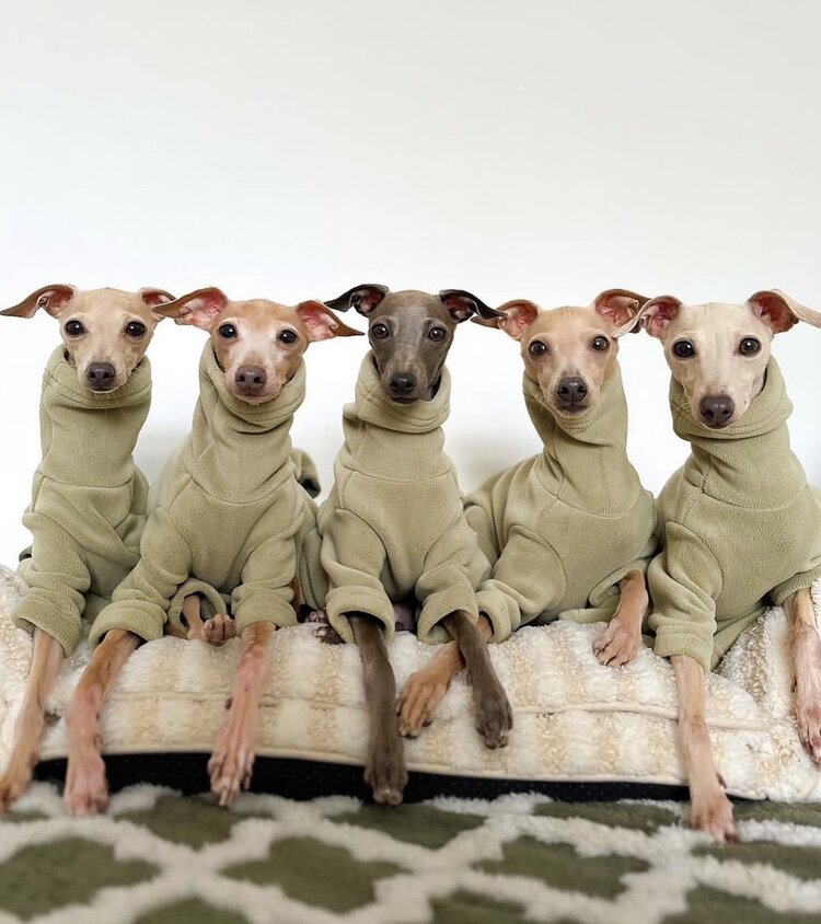 Italian Greyhound & Whippet Fleece Pistachio