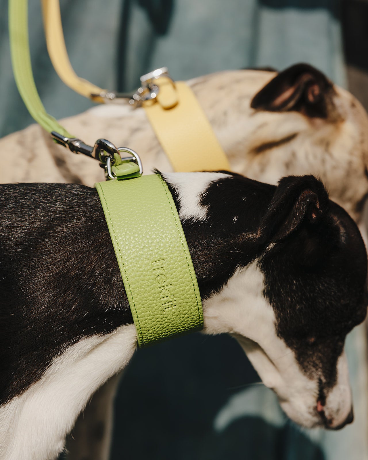 Limoncello Collar and Lead