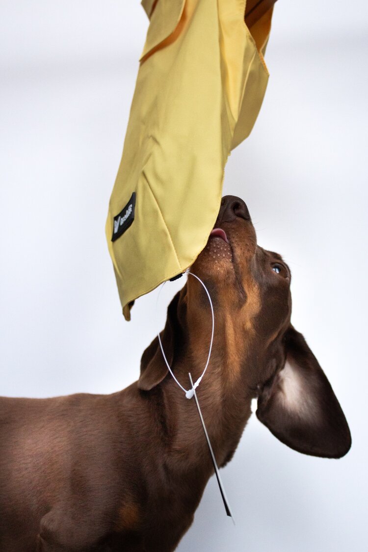 Dachshund Raincoat Lemon