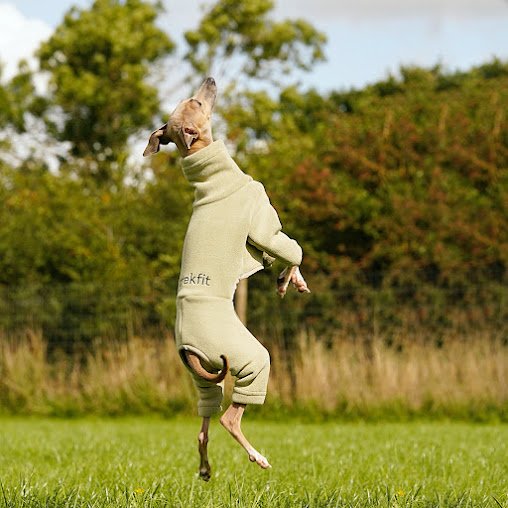 Italian Greyhound & Whippet Fleece Pistachio