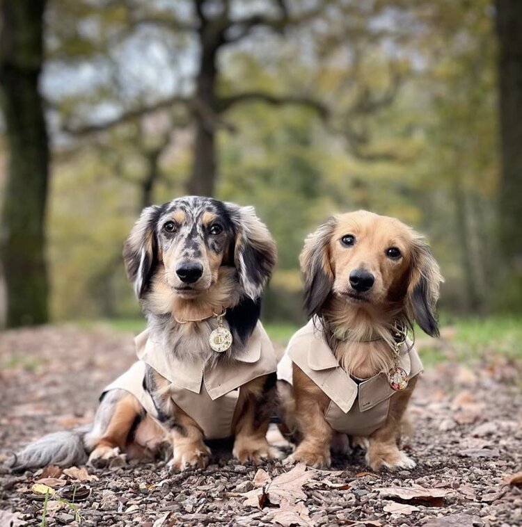 Dachshund Raincoat Latte