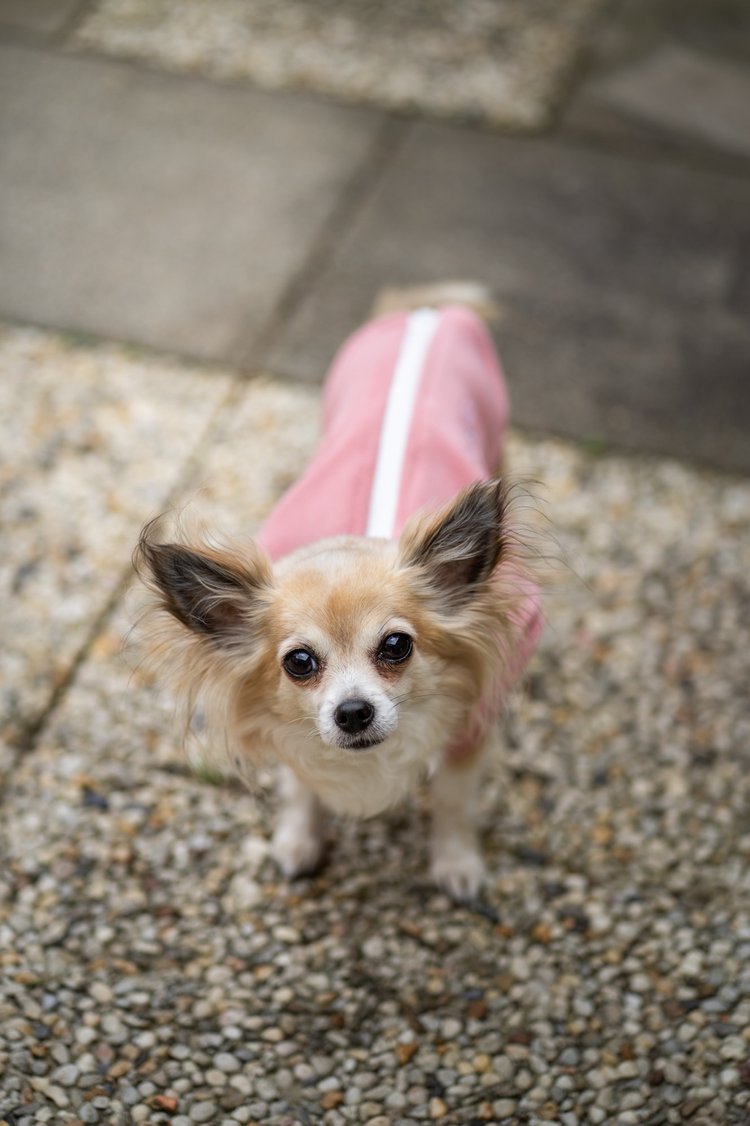 Dachshund Fleece Powder Pink