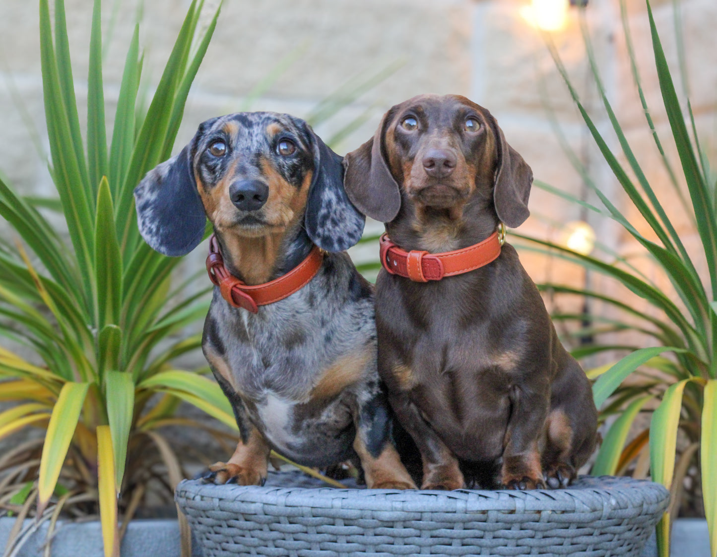 Two Tone Cinnamon Spice Collar