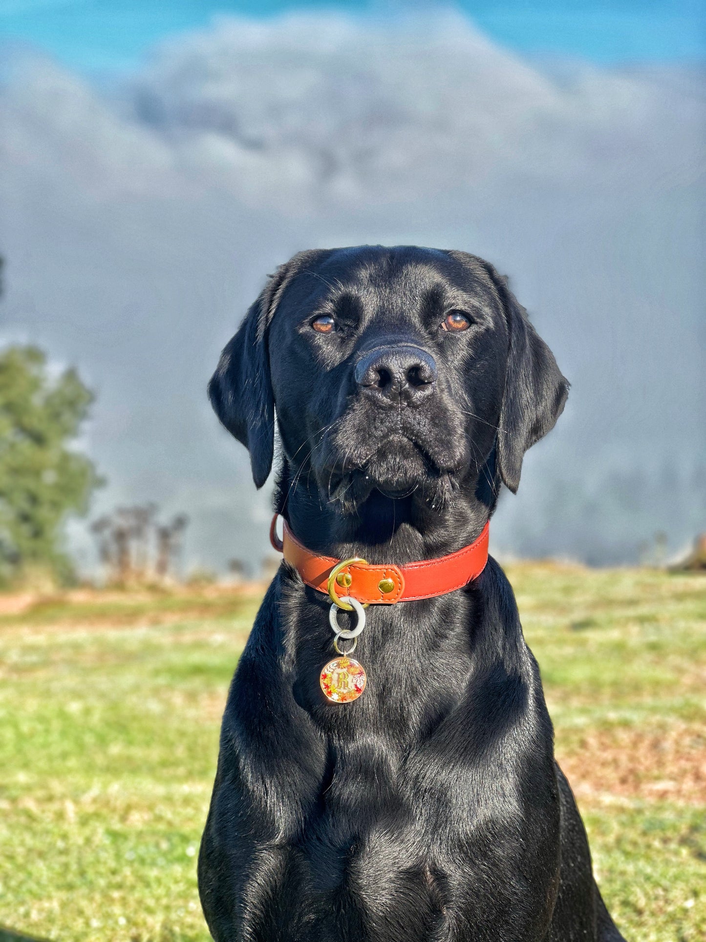 Two Tone Cinnamon Spice Collar