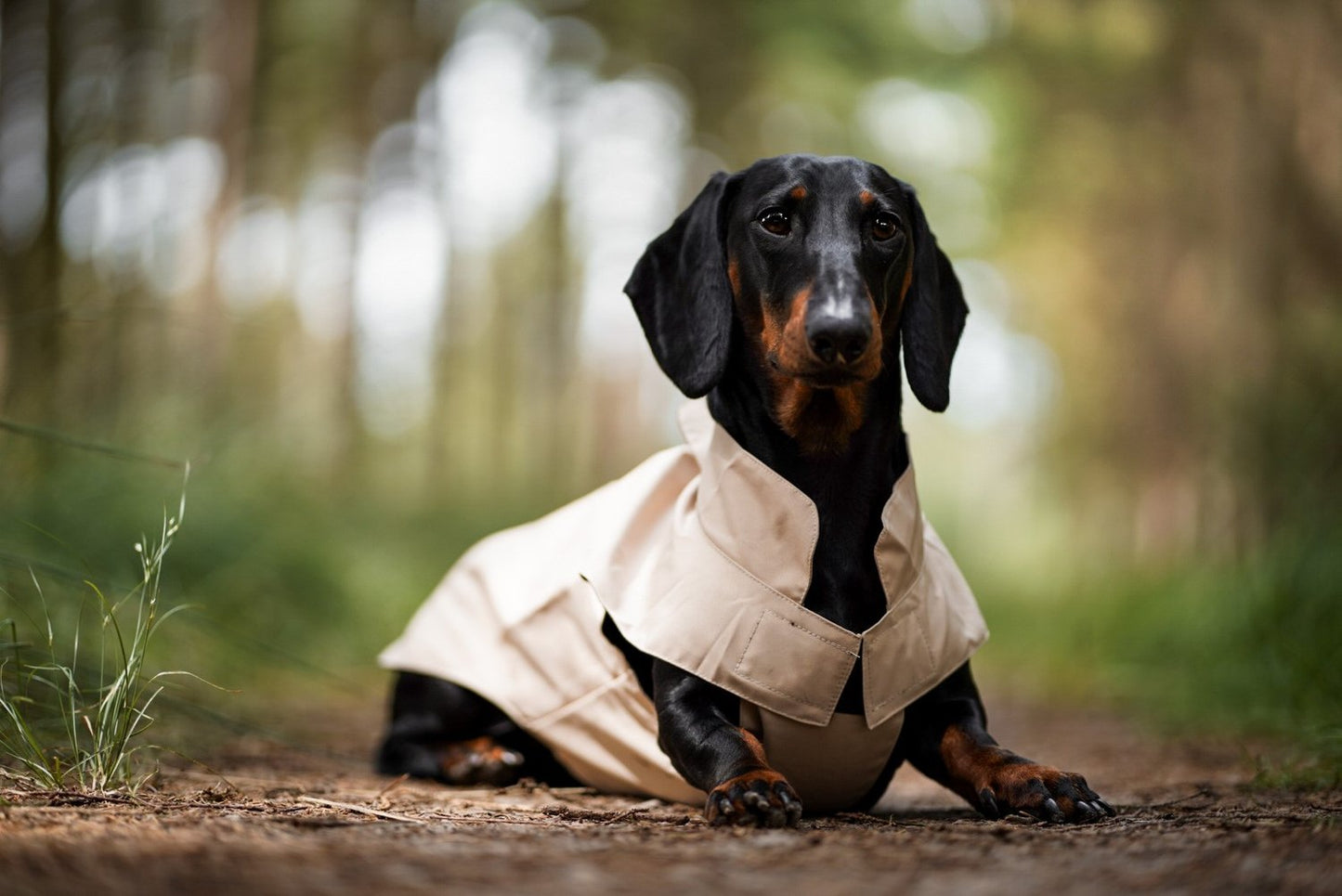 Dachshund Raincoat Latte