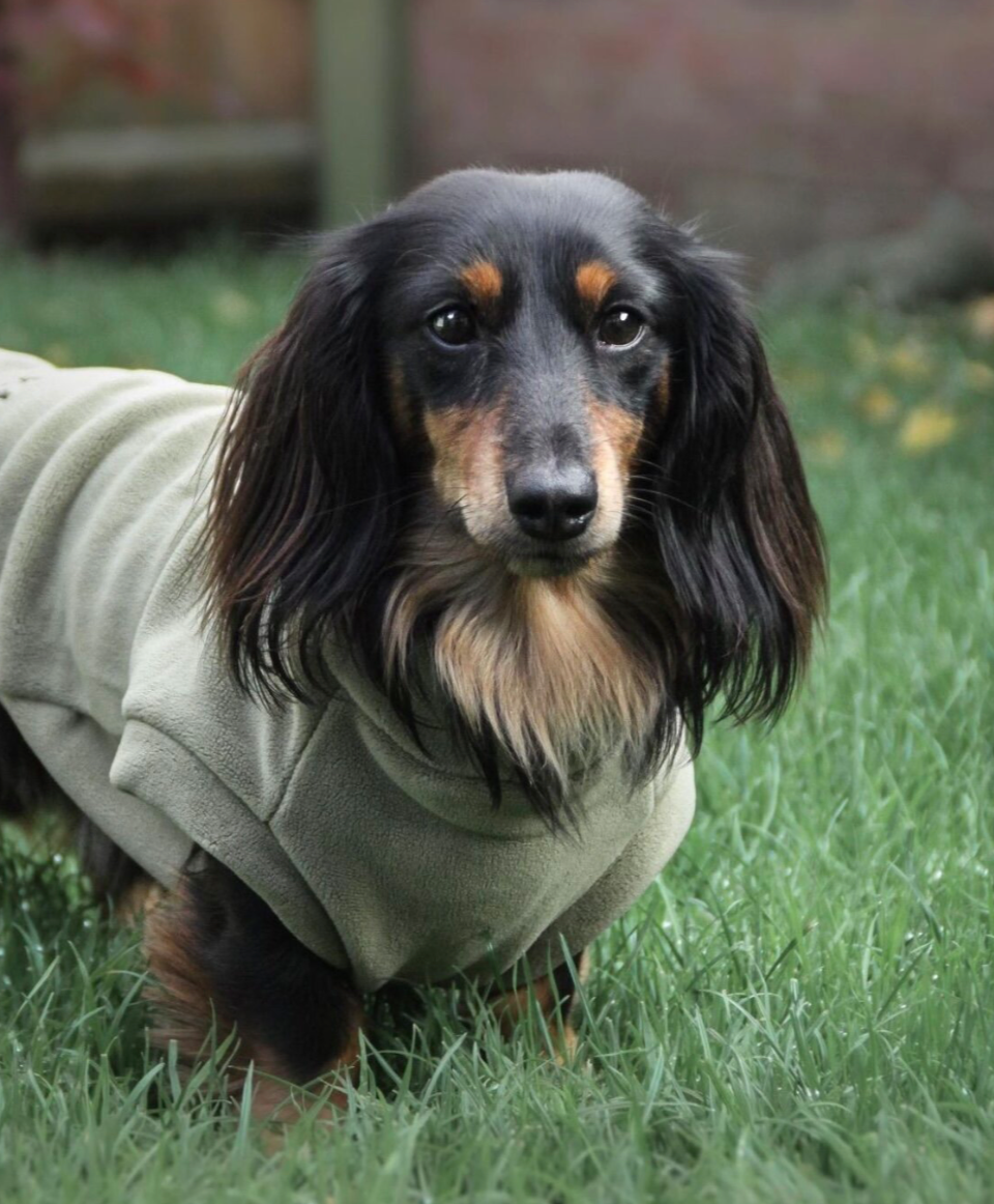 Dachshund Fleece Pistachio