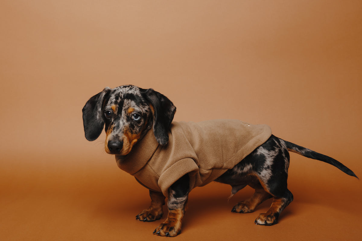 Dachshund Fleece Chocolate