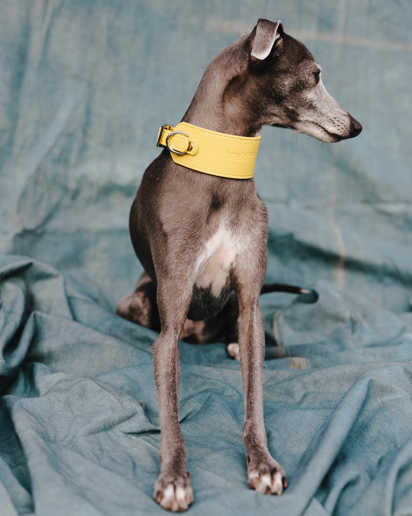 Limoncello Collar and Lead