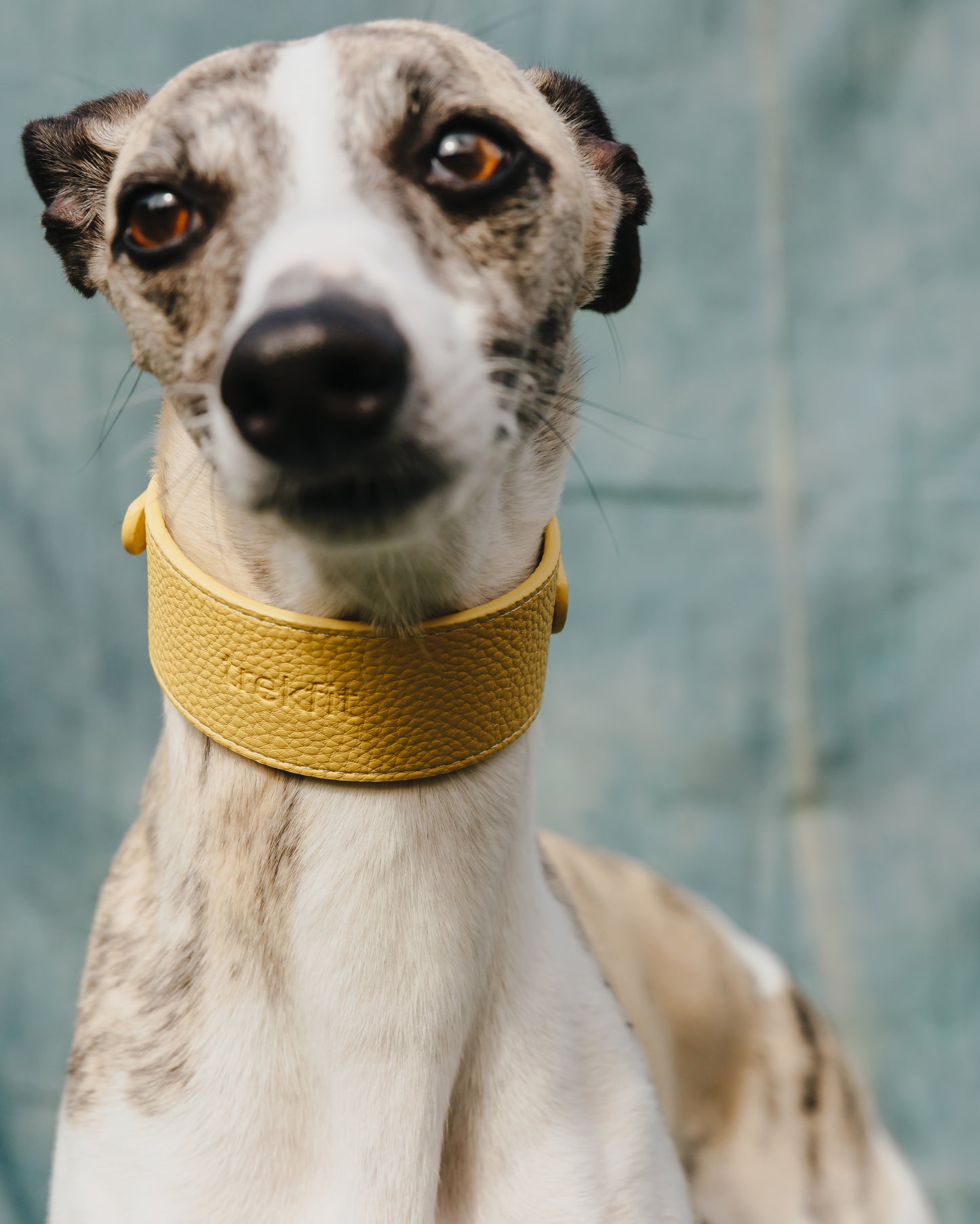 Limoncello Collar and Lead