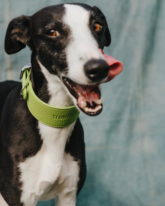 Matcha Collar and Lead
