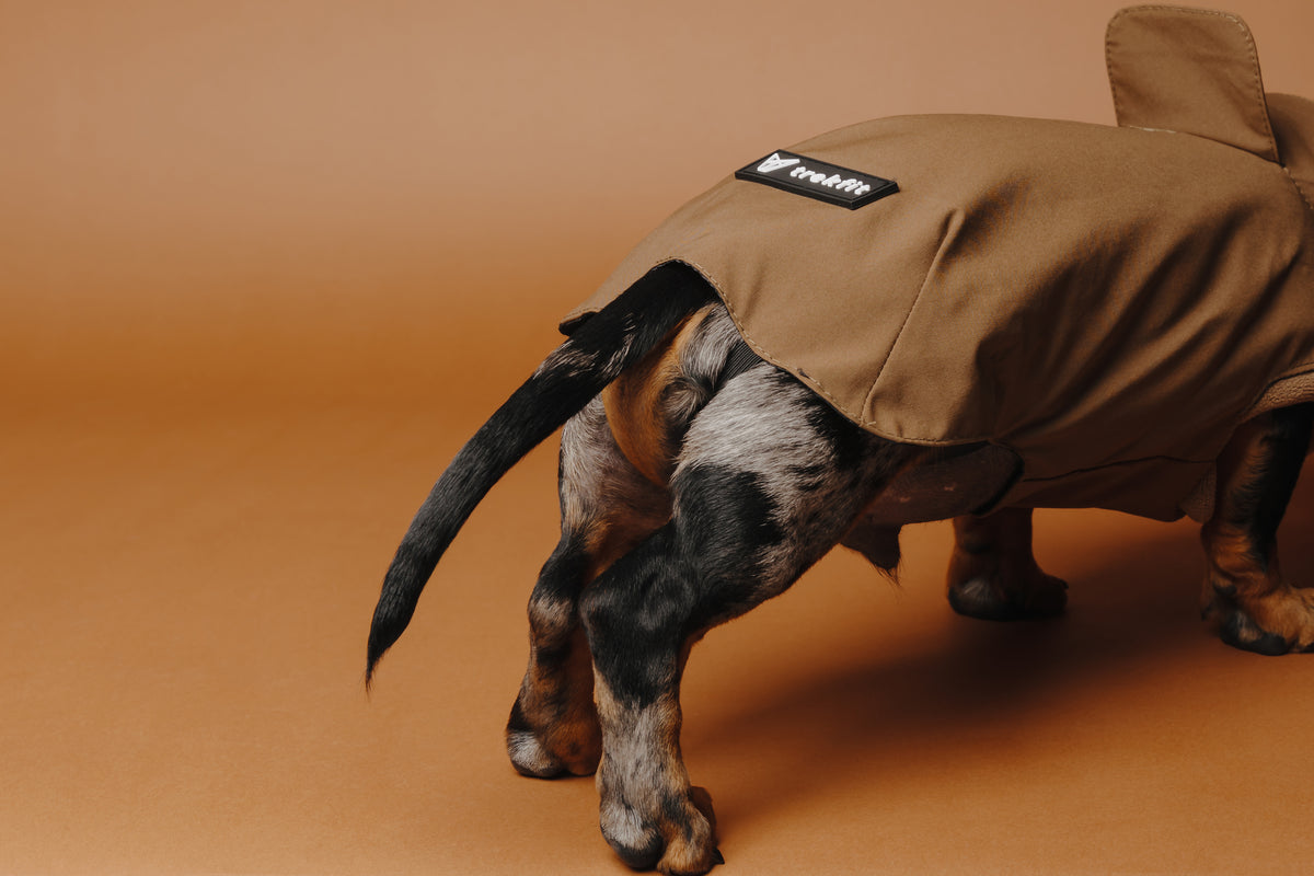 Dachshund Raincoat Chocolate